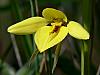 Diuris chryseopsis - Snake Orchid.jpg